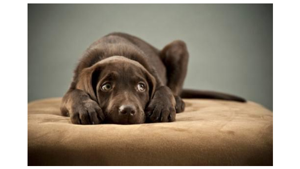 Immagine: Torino, niente botti a Capodanno. Gli animali ringranziano