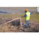 Immagine: Darsena di Milano: le motoseghe abbattono alberi e cespugli dell'oasi. Rassegna stampa, commenti e dichiarazioni