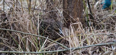 Un germano reale ferma le ruspe nella Darsena L'anatra sta covando nell'area da disboscare