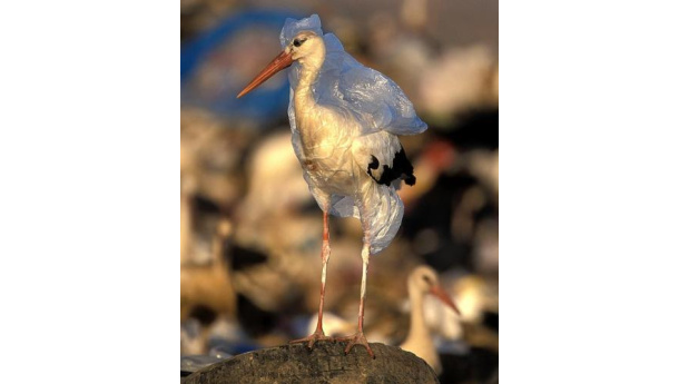 Immagine: Sacchetto d'Africa