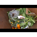 Immagine: Sentinelle al mercato di piazza Barcellona: la replica di Amiat