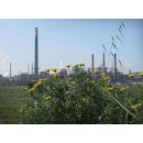 Immagine: Referendum Ilva di Taranto. Niente quorum. Affluenza (ore 19) del  «13,10%»