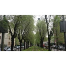 Immagine: Salvate gli olmi di via Mac Mahon, l'articolo di Ivan Berni