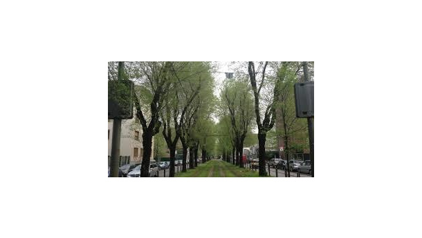 Immagine: Salvate gli olmi di via Mac Mahon, l'articolo di Ivan Berni