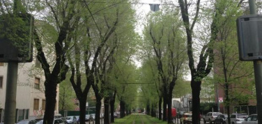 Milano: i 180 olmi di via Mc Mahon sradicati a ottobre: per il Comune non ci sono alternative