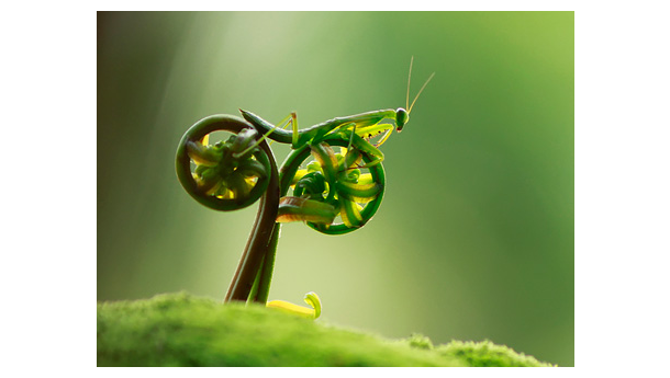Immagine: Bikes Charming: concorso di bellezza per biciclette eccentriche