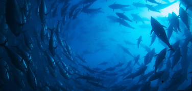 I vincitori di Cinemambiente 2013