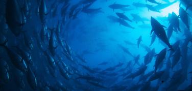 Cinemambiente 2013: tutti i vincitori. Il premio più importante viene dal mare...