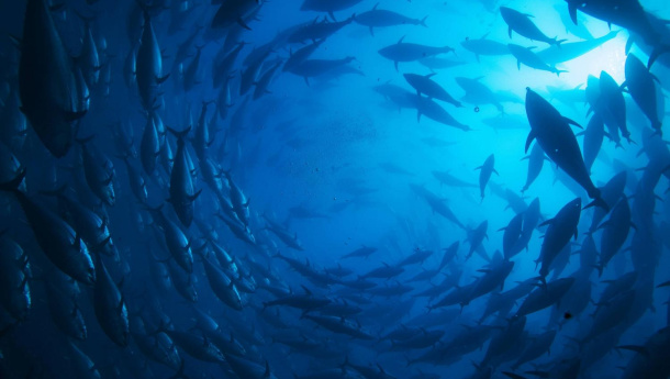 Immagine: Cinemambiente 2013: tutti i vincitori. Il premio più importante viene dal mare...