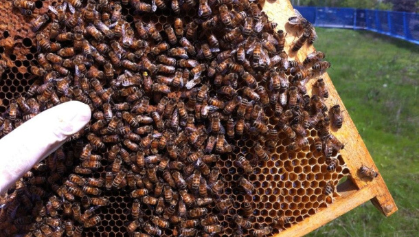 Immagine: Torino, api in commissariato | Video: come si 