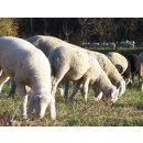 Immagine: Pecore nei parchi torinesi, l’assessore Lavolta: 