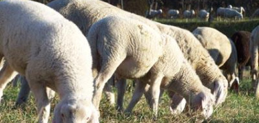 Pecore nei parchi torinesi, l’assessore Lavolta: 