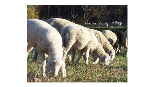 Immagine: Pecore nei parchi torinesi, l’assessore Lavolta: 