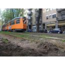 Immagine: Olmi di via Mac Mahon, anche il Comune in sopralluogo