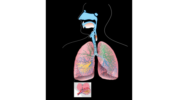 Immagine: Smog: polveri sottili 