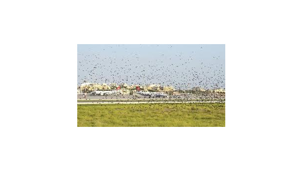 Immagine: La proposta: i rapaci per liberare l’aeroporto di Linate dagli uccelli