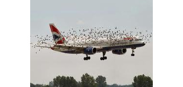 Come tenere libera dagli uccelli la pista di Linate. Rapaci come a Caselle o cannonate di butano? Le repliche