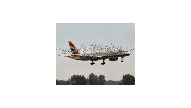 Immagine: Come tenere libera dagli uccelli la pista di Linate. Rapaci come a Caselle o cannonate di butano? Le repliche