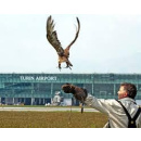 Immagine: Falchi o tecnologia a Linate: il punto di vista di un falconiere