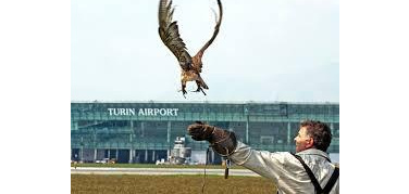 Falchi o tecnologia a Linate: il punto di vista di un falconiere