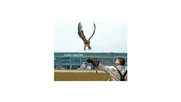 Immagine: Falchi o tecnologia a Linate: il punto di vista di un falconiere