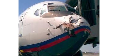 Linate e stormi d'uccelli, la SEA: stop alle cannonate d'aria