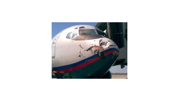 Immagine: Linate e stormi d'uccelli, la SEA: stop alle cannonate d'aria