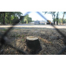 Immagine: Gli alberi tagliati per il tendone di X-Factor