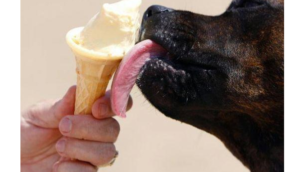 Immagine: Caldo estivo: attenti alla salute degli amici a quattro zampe