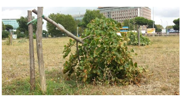 Immagine: Vandali tagliano 60 alberi a Garbatella. Legambiente denuncia ignoti