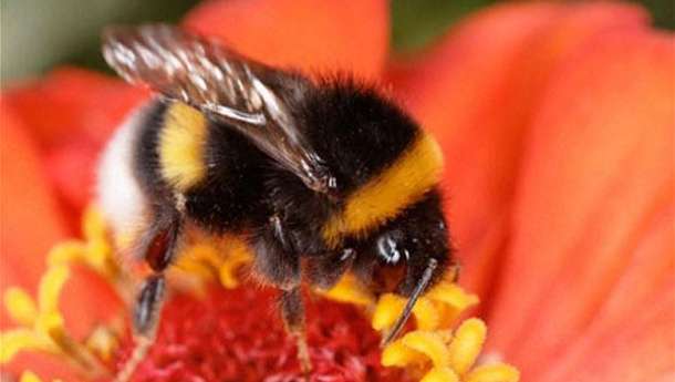 Immagine: Bruxelles sostiene le api: dal 1°dicembre in vigore le limitazioni sui pesticidi killer