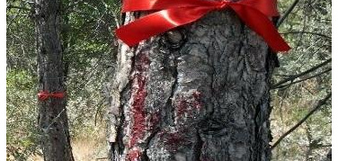 Ankara: un'autostrada nel bosco del campus riaccende le proteste in tutta la Turchia