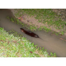 Immagine: Nutrie, una vera invasione: solo in Lombardia sarebbero 2 milioni