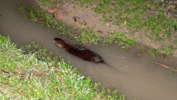 Immagine: Nutrie, una vera invasione: solo in Lombardia sarebbero 2 milioni
