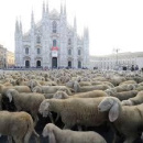 Immagine: Festival dell'Agricoltura. Milano svela la sua anima agricola / VIDEO