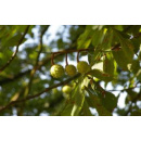 Immagine: Il Comitato 