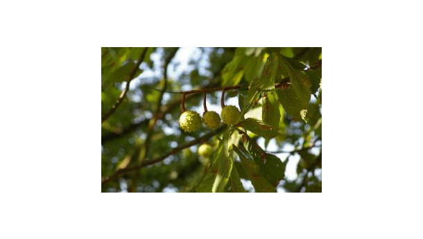 Immagine: Il Comitato