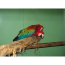 Immagine: Il mio gatto, l'Ara Macao, twitter, A2A e il Sindaco Pisapia