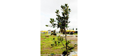 Festa dell'Albero 2013, proseguono le iniziative a Roma