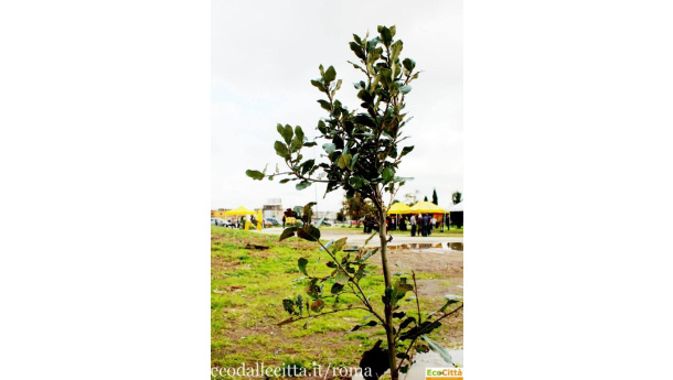 Immagine: Festa dell'Albero 2013, proseguono le iniziative a Roma