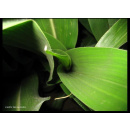 Immagine: Conai alla Conferenza EuPB, presentato il progetto di recupero degli imballaggi biodegradabili