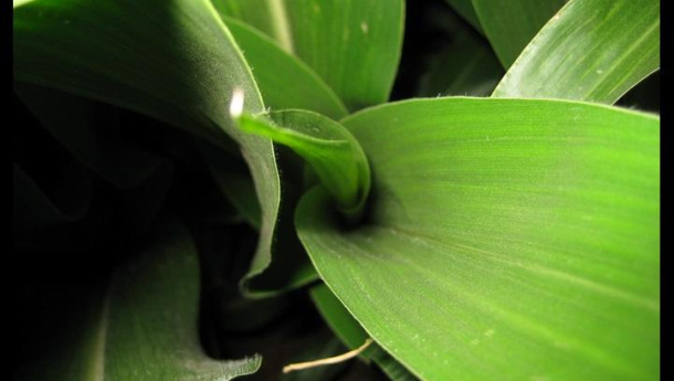 Immagine: Conai alla Conferenza EuPB, presentato il progetto di recupero degli imballaggi biodegradabili