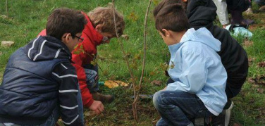 Nuovi alberi nel Municipio Roma XV per festeggiare il Natale