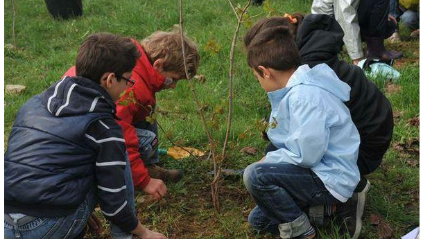 Immagine: Nuovi alberi nel Municipio Roma XV per festeggiare il Natale