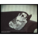 Immagine: Cani e gatti a Capodanno: cosa fare contro lo stress da botti