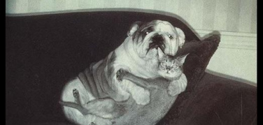 Cani e gatti a Capodanno: cosa fare contro lo stress da botti