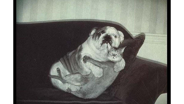 Immagine: Cani e gatti a Capodanno: cosa fare contro lo stress da botti