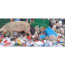Immagine: Rifiuti di Natale, a Roma festeggiano anche i maiali