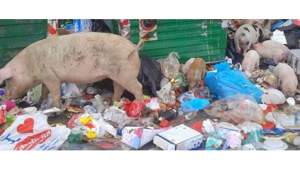 Immagine: Rifiuti di Natale, a Roma festeggiano anche i maiali