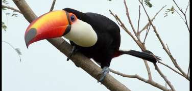 I tucani ambientalisti attaccano le auto | Video
